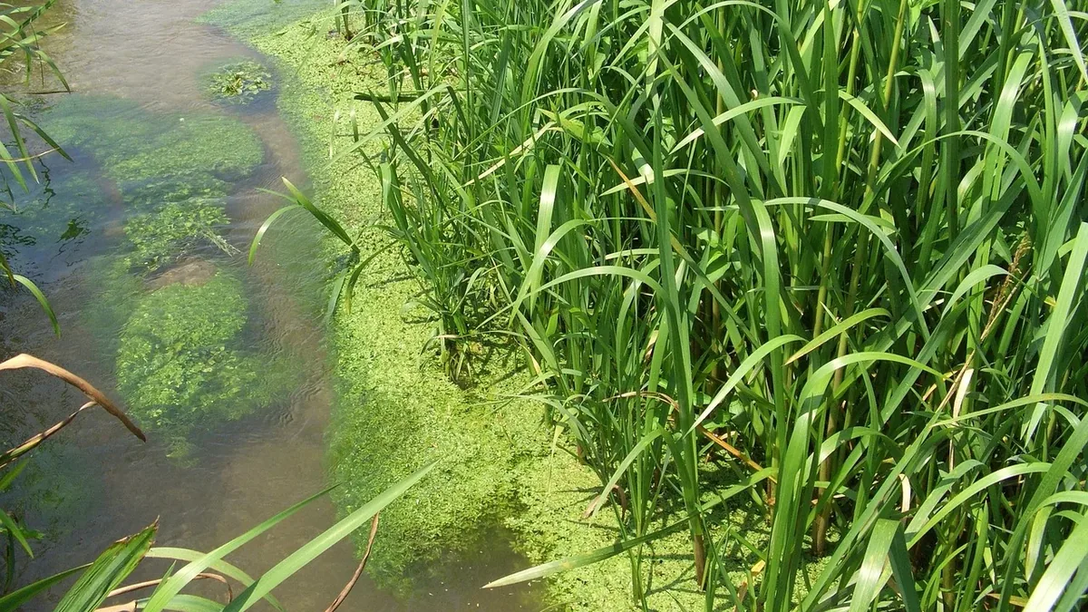 Algal Blooms